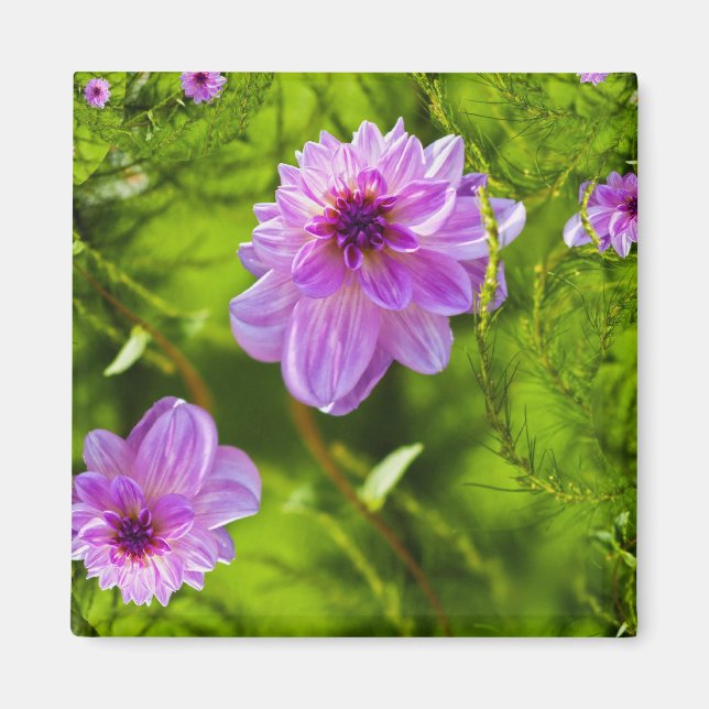 Fantasi Rosa Dahlia Magnet (Framsidan)