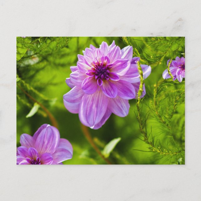 Fantasi Rosa Dahlia Vykort (Framsida)