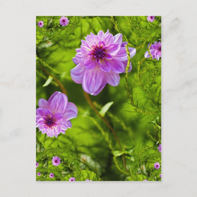 Fantasi Rosa Dahlia Vykort (Framsida)