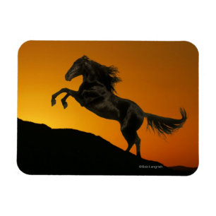 Fantasihästar: Bergsolnedgång Magnet