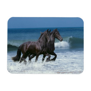 Fantasihästar: Friesians & hav Magnet