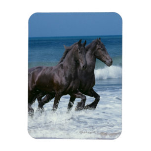 Fantasihästar: Friesians & hav Magnet