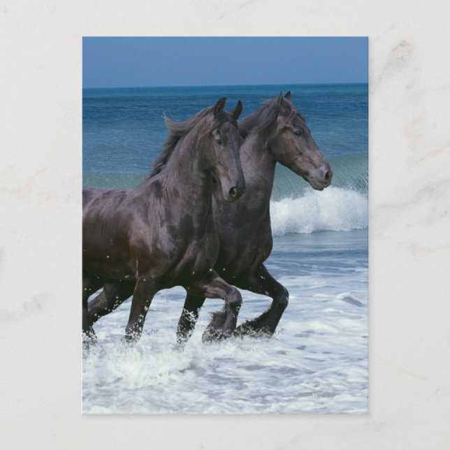 Fantasihästar: Friesians & hav Vykort (Framsida)