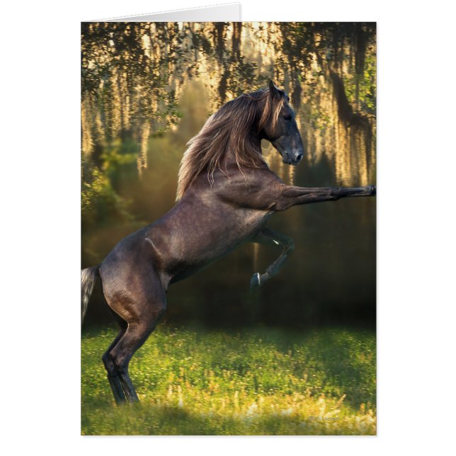 Fantasihästar: KrigarePrince Hälsningskort (Framsidan)