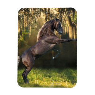 Fantasihästar: KrigarePrince Magnet