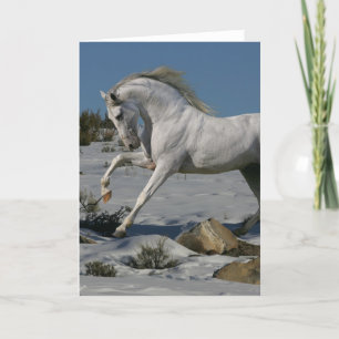 Fantasihästar: Snökung Kort