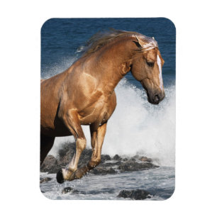 Fantasihästar: Sommarstänk Magnet