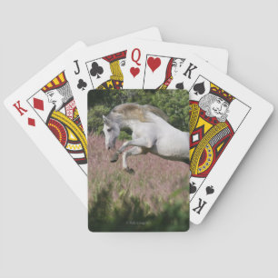 Fantasihästar: Vårgalopp Casinokort