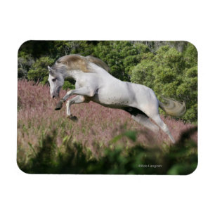 Fantasihästar: Vårgalopp Magnet