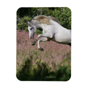 Fantasihästar: Vårgalopp Magnet