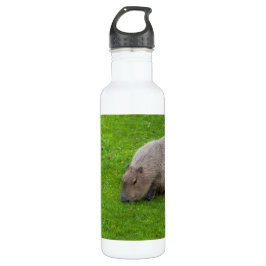 Fantastisk Animal Capybara