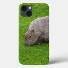 Fantastisk Animal Capybara