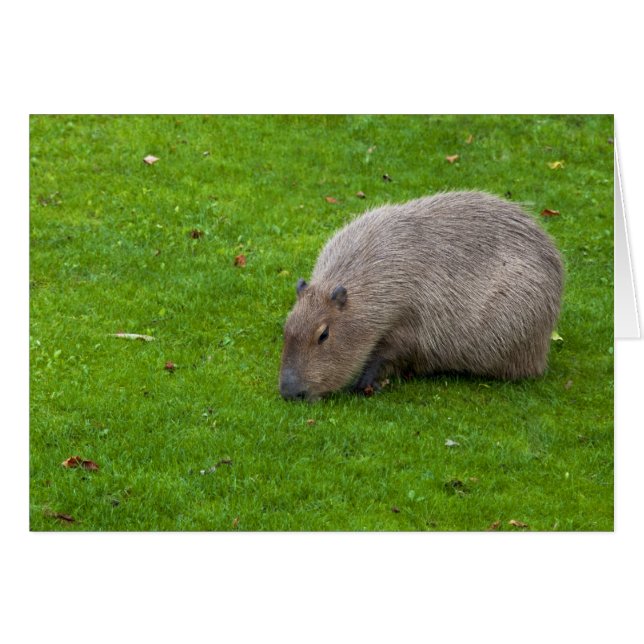 Fantastisk Animal Capybara Hälsningskort (Framsidan Horizontal)