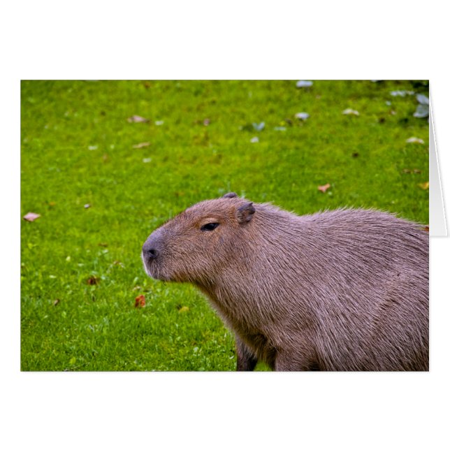 Fantastisk Animal Capybara Hälsningskort (Framsidan Horizontal)