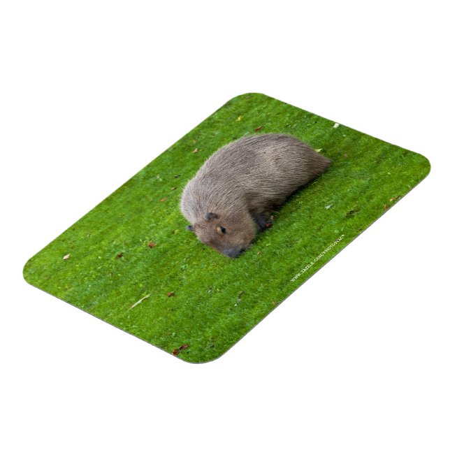 Fantastisk Animal Capybara Magnet (Vänstra Sidan)