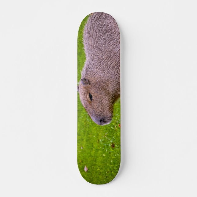 Fantastisk Animal Capybara Mini Skateboard Bräda 18,5 Cm (Framsida)
