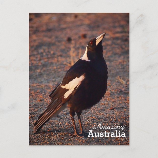 Fantastisk Australiens vykort (Framsida)