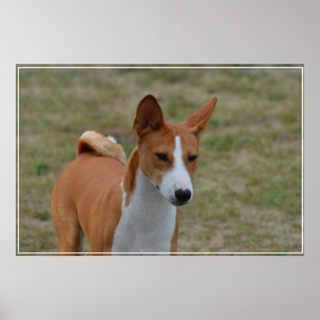 Fantastisk Basenji Hund Poster (Framsidan)