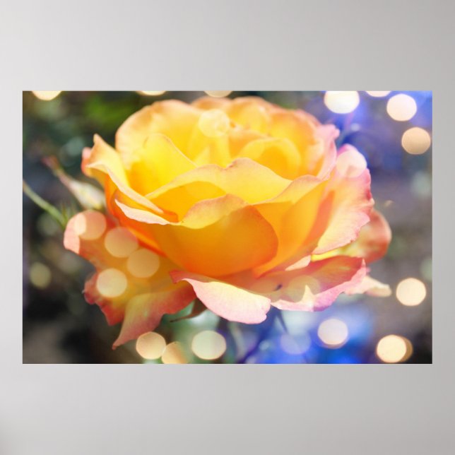 Fantastisk blomma från gul ros. Floral-fotografi Poster (Framsidan)