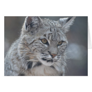 Fantastisk Bobcat Hälsningskort