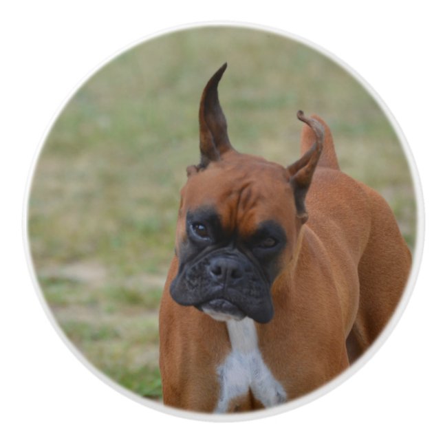 Fantastisk boxarehund knopp (Framsidan)