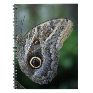 Fantastisk Caligo Eurilochus Butterfly Anteckningsbok Med Spiral