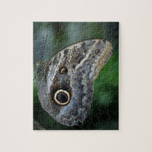 Fantastisk Caligo Eurilochus Butterfly Pussel