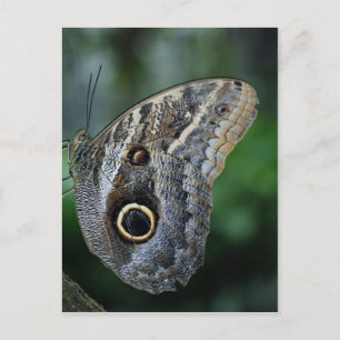 Fantastisk Caligo Eurilochus Butterfly Vykort