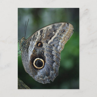 Fantastisk Caligo Eurilochus Butterfly Vykort