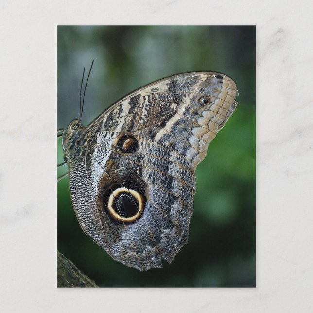 Fantastisk Caligo Eurilochus Butterfly Vykort (Framsida)