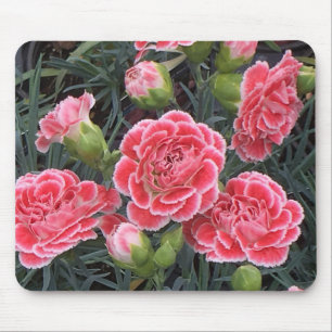 Fantastisk Dianthus Musmatta