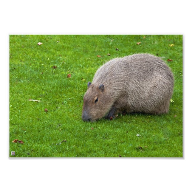 Fantastisk djur Kapybar Fototryck (Framsidan)