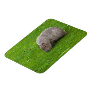 Fantastisk djur Kapybar Magnet