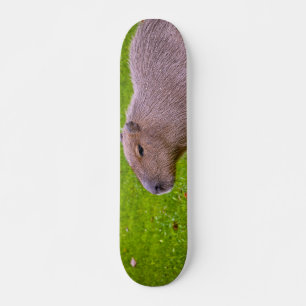 Fantastisk djur Kapybar Mini Skateboard Bräda 18,5 Cm