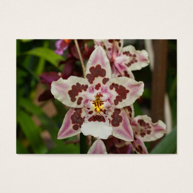 Fantastisk flerfärgad Phalaenopsis Orchid Visitkort (Framsidan)