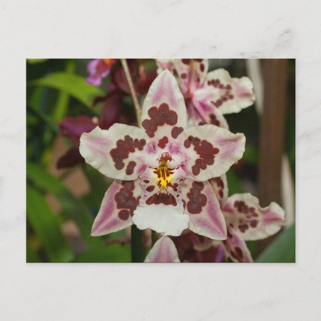 Fantastisk flerfärgad Phalaenopsis Orchid Vykort (Framsida)