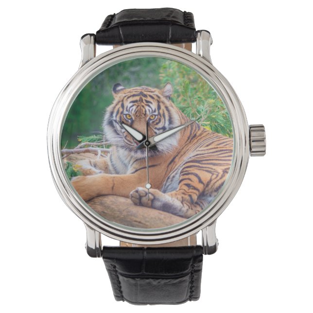 Fantastisk Fotografi av Liggande Tiger Armbandsur (Framsida)