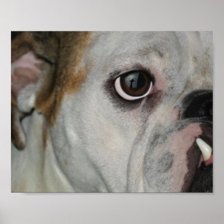 Fantastisk Grace Bulldog Kor Poster