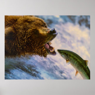Fantastisk grizzly, bära laxbild poster