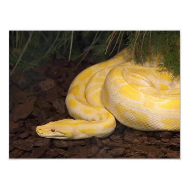 Fantastisk Gult Burmese Python Fototryck (Framsidan)