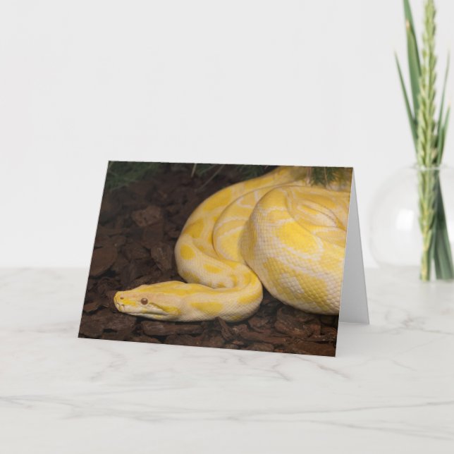Fantastisk Gult Burmese Python Kort (Framsida)