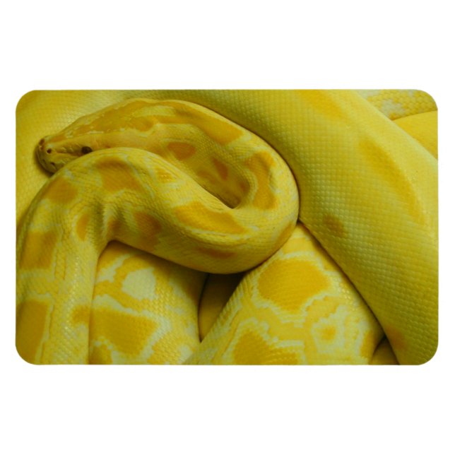 Fantastisk Gult Burmese Python Magnet (Horisontell)
