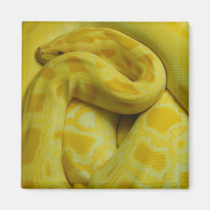Fantastisk Gult Burmese Python Magnet