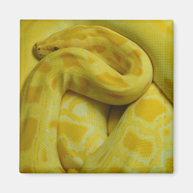 Fantastisk Gult Burmese Python Magnet (Framsidan)