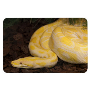 Fantastisk Gult Burmese Python Magnet