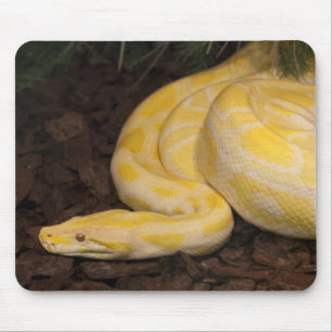 Fantastisk Gult Burmese Python Musmatta