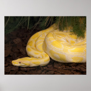 Fantastisk Gult Burmese Python Poster