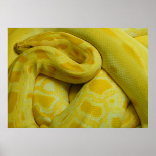 Fantastisk Gult Burmese Python Poster