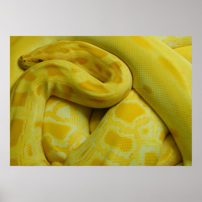 Fantastisk Gult Burmese Python Poster (Framsidan)