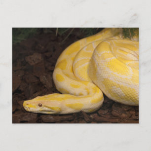 Fantastisk Gult Burmese Python Vykort